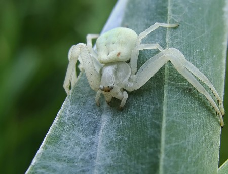 Misumena vatia